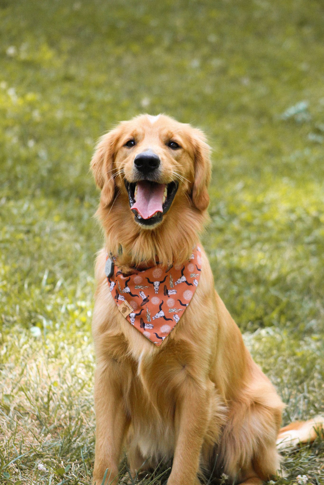 Country Pup