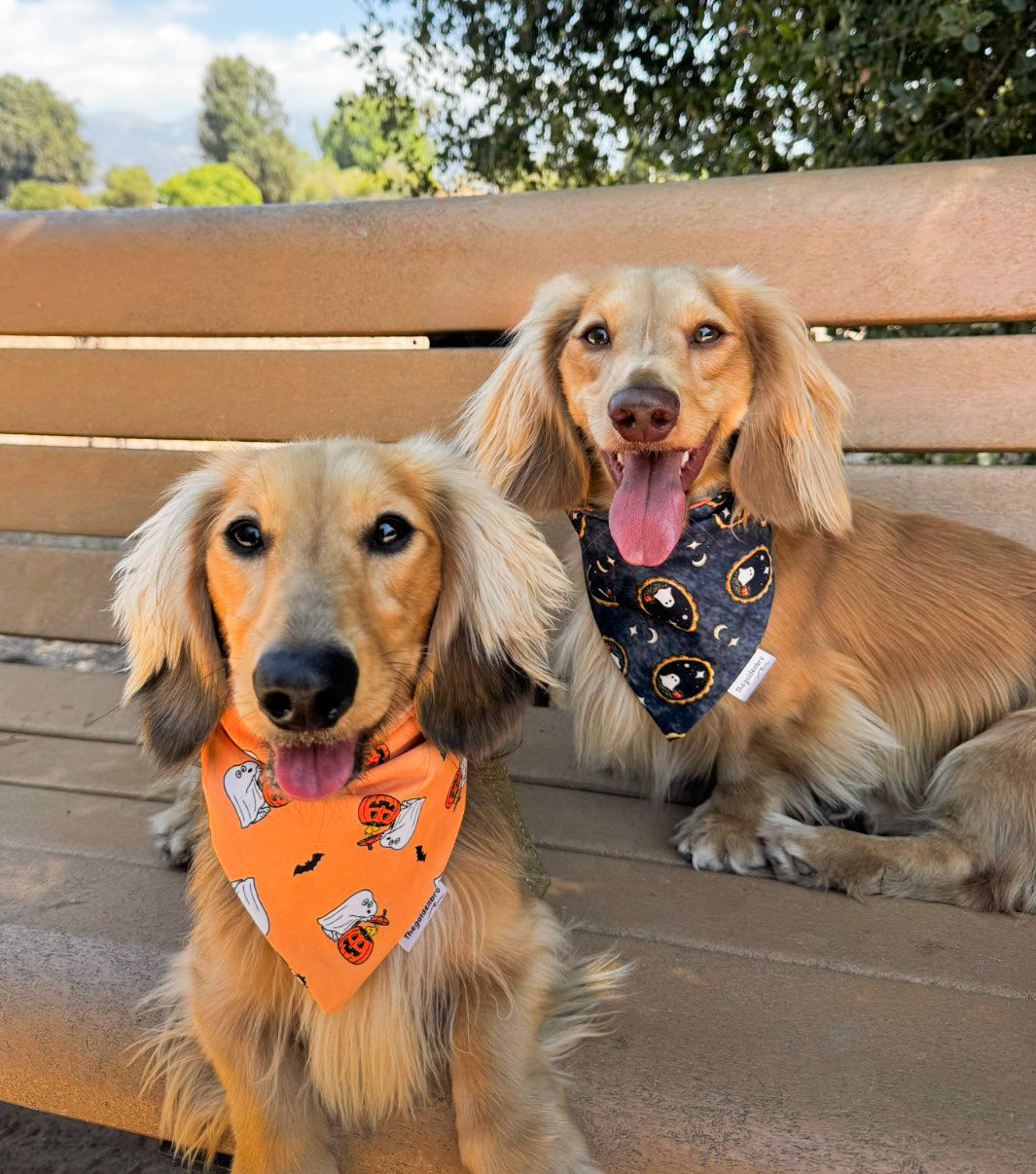 Pumpkin Pals