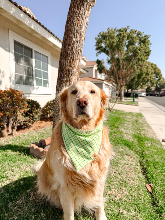 Light green plaid