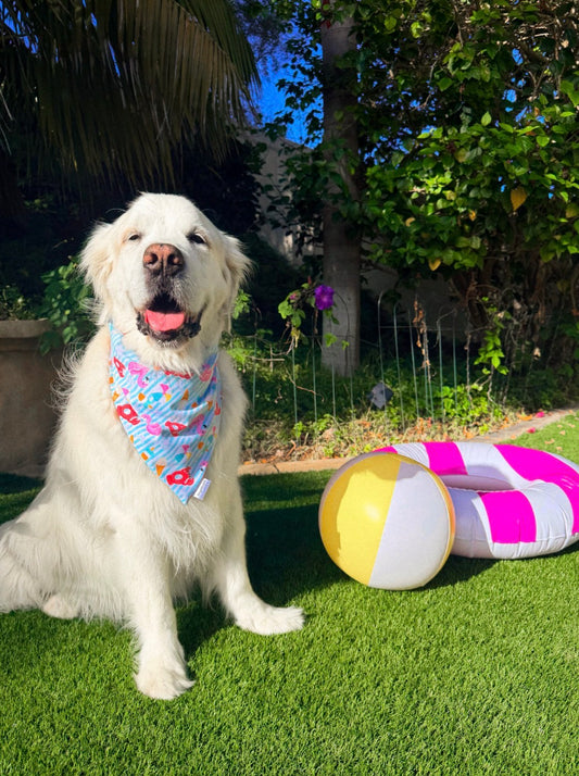 Kumas Pool Pawty Bday! (Mystery summer backing)