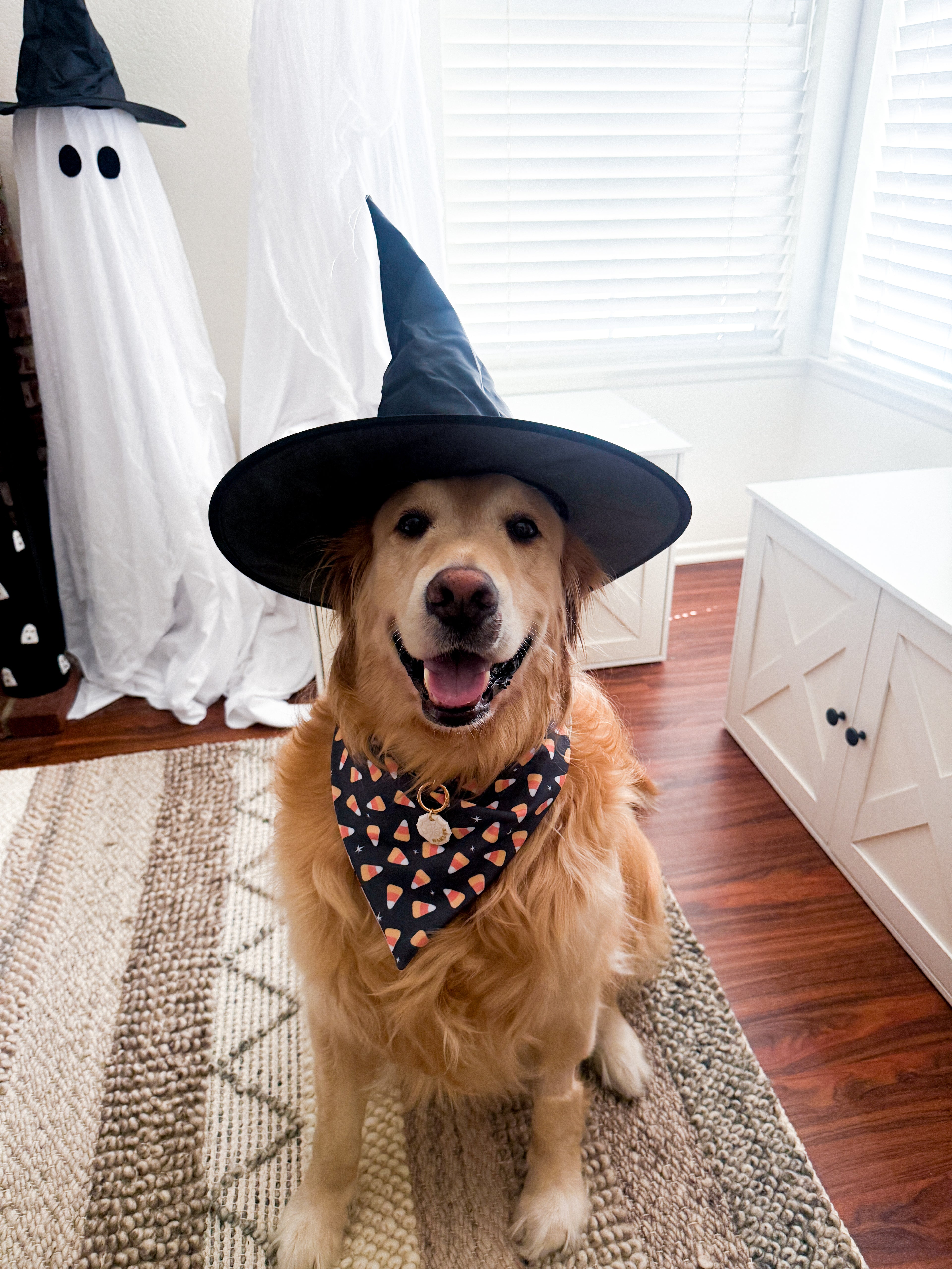 Boo-tiful Retrievers