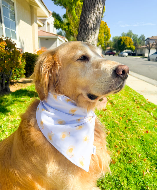 Buttercream Ducklings