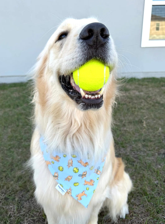 Golden Summer Nights (back & better than ever)